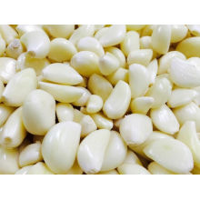 Export New Crop White Peeled Garlic